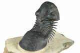 Flying Paralejurus Trilobite With Exposed Hypostome #376898-4